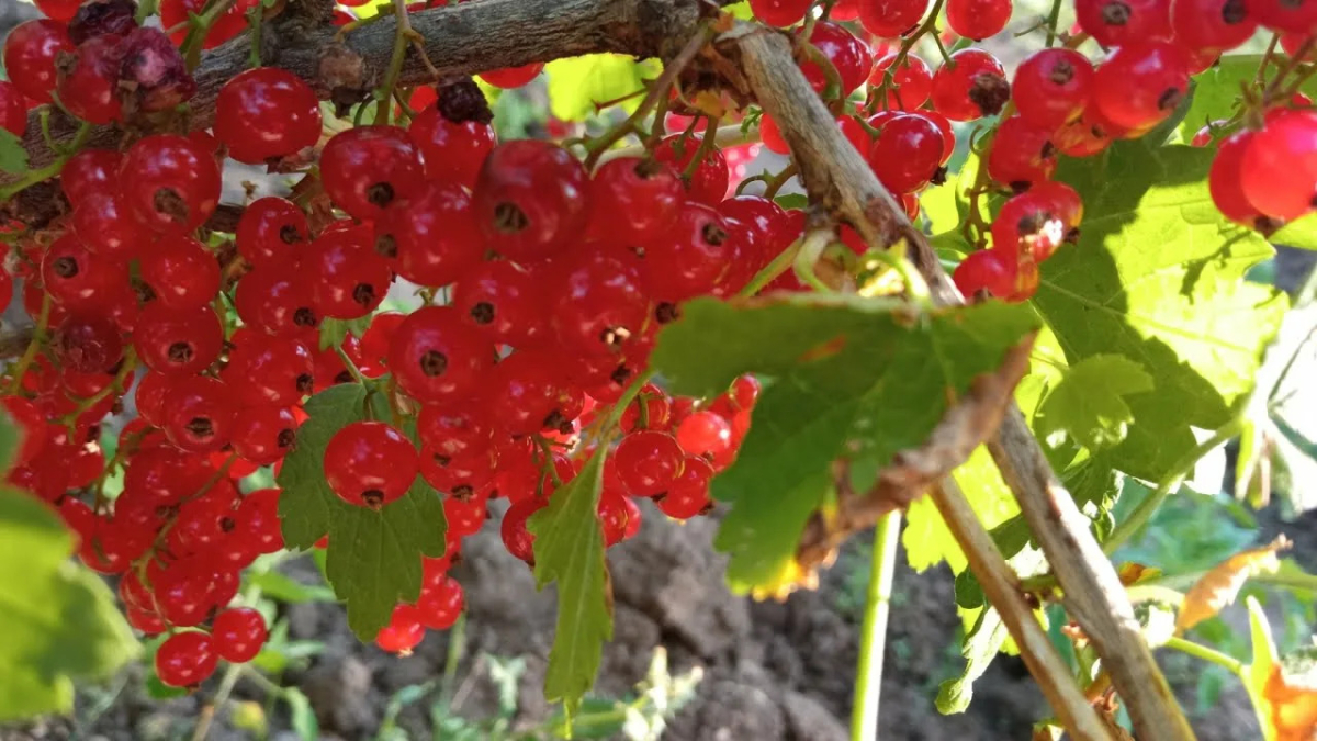 Куст красной смородины