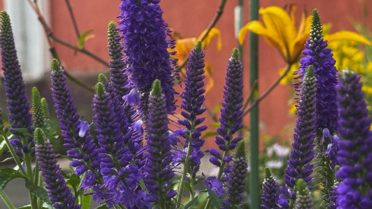 цветы аллергия мурманск здоровье туризм