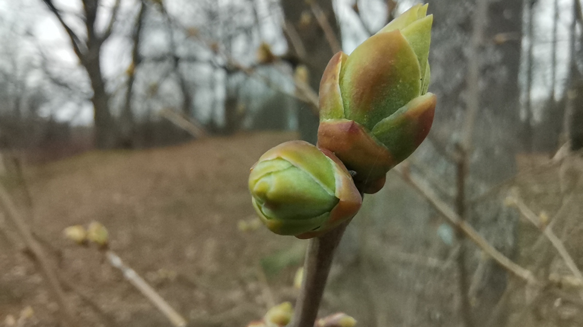 Почка на дереве