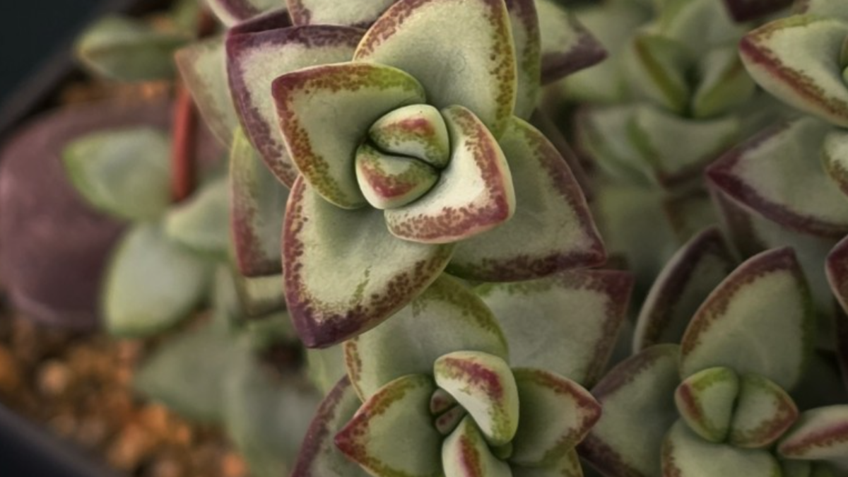 фото с фестиваля суккулентов