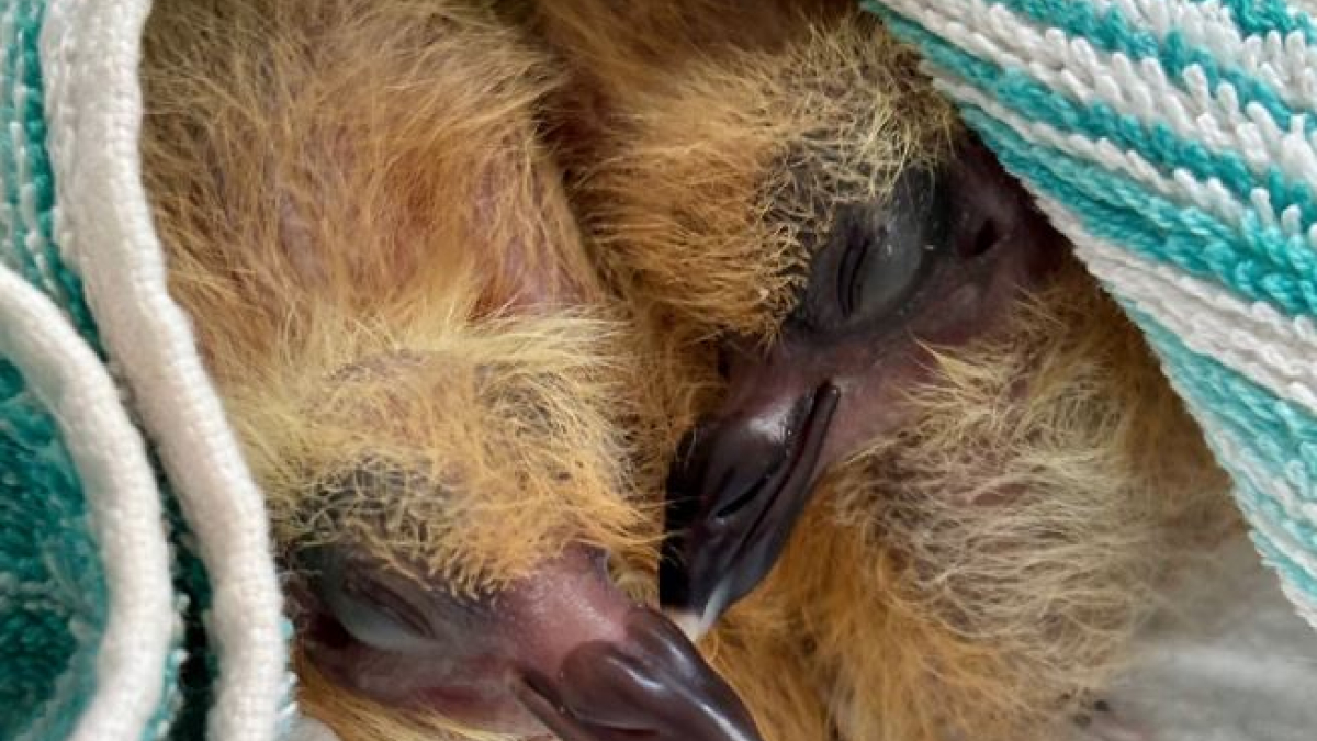 мурманск птицы природа раевская