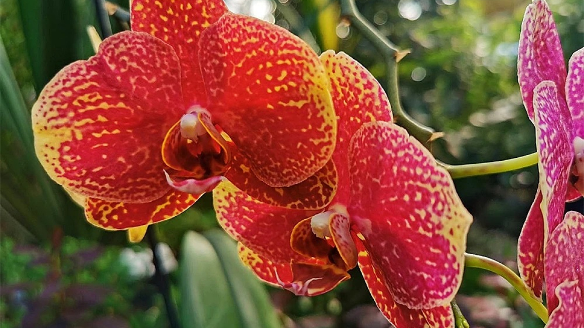 цветок орхидеи