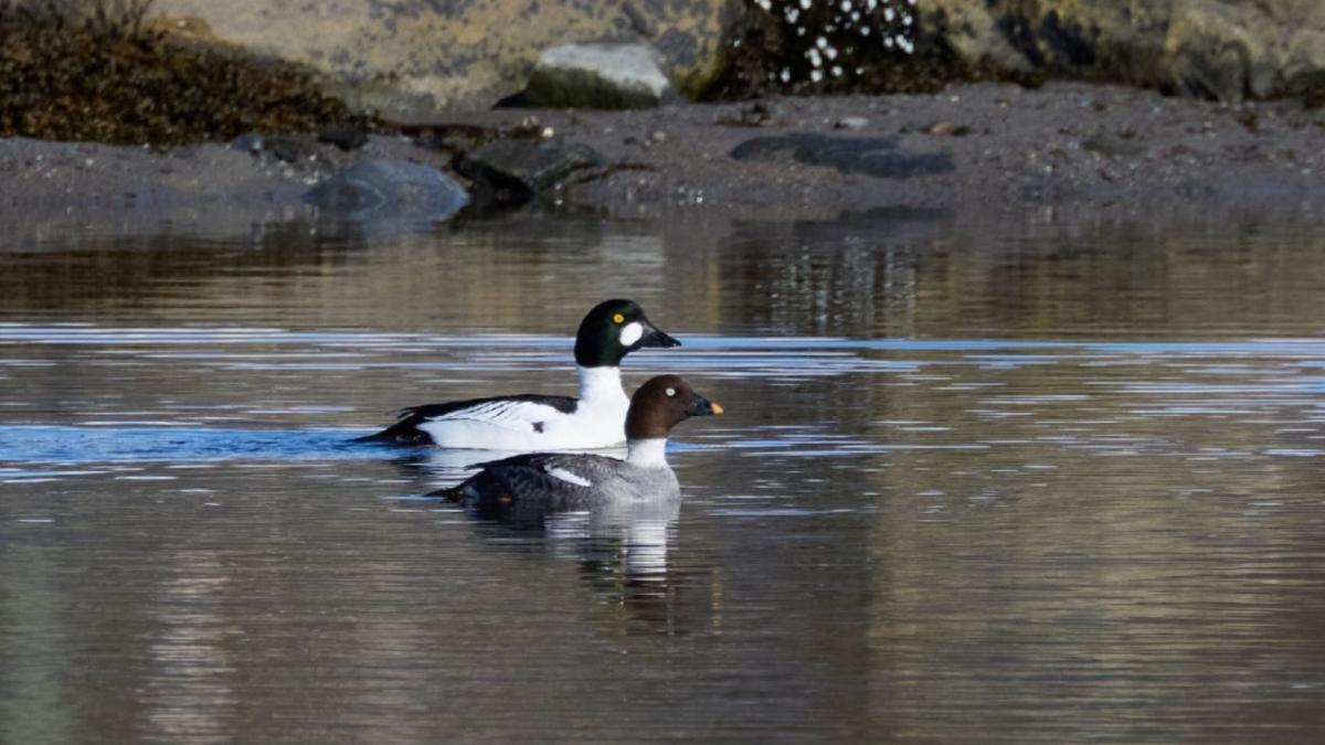 Птицы займутся поиском жилища