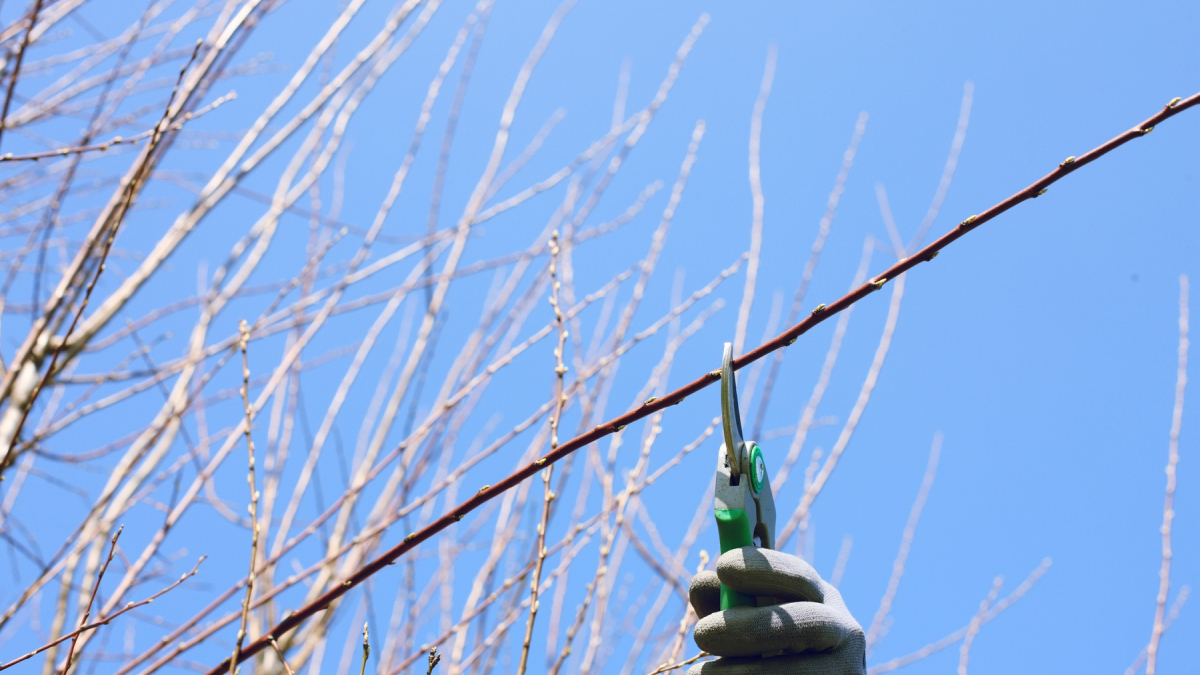 Обрезка веток