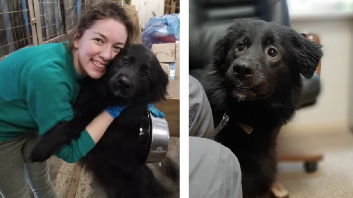 черный маленький пес