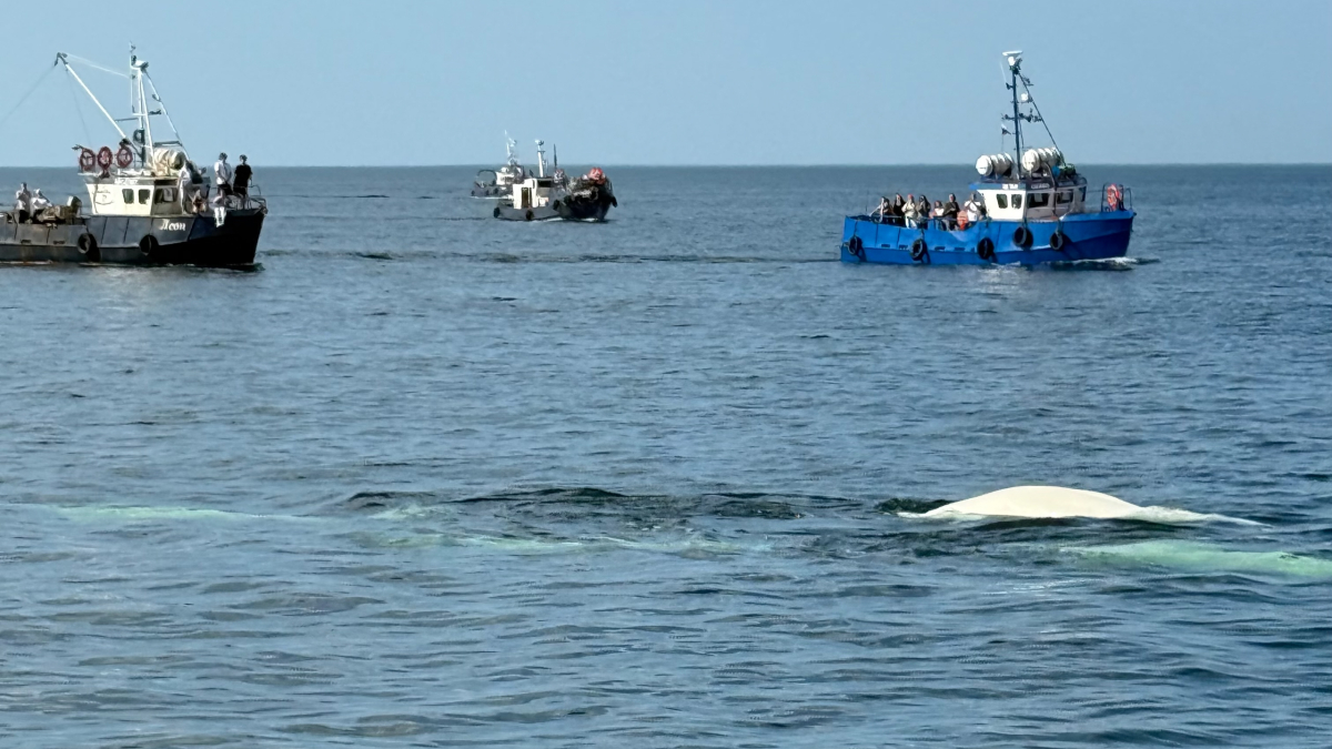 Мурманск туристы политика