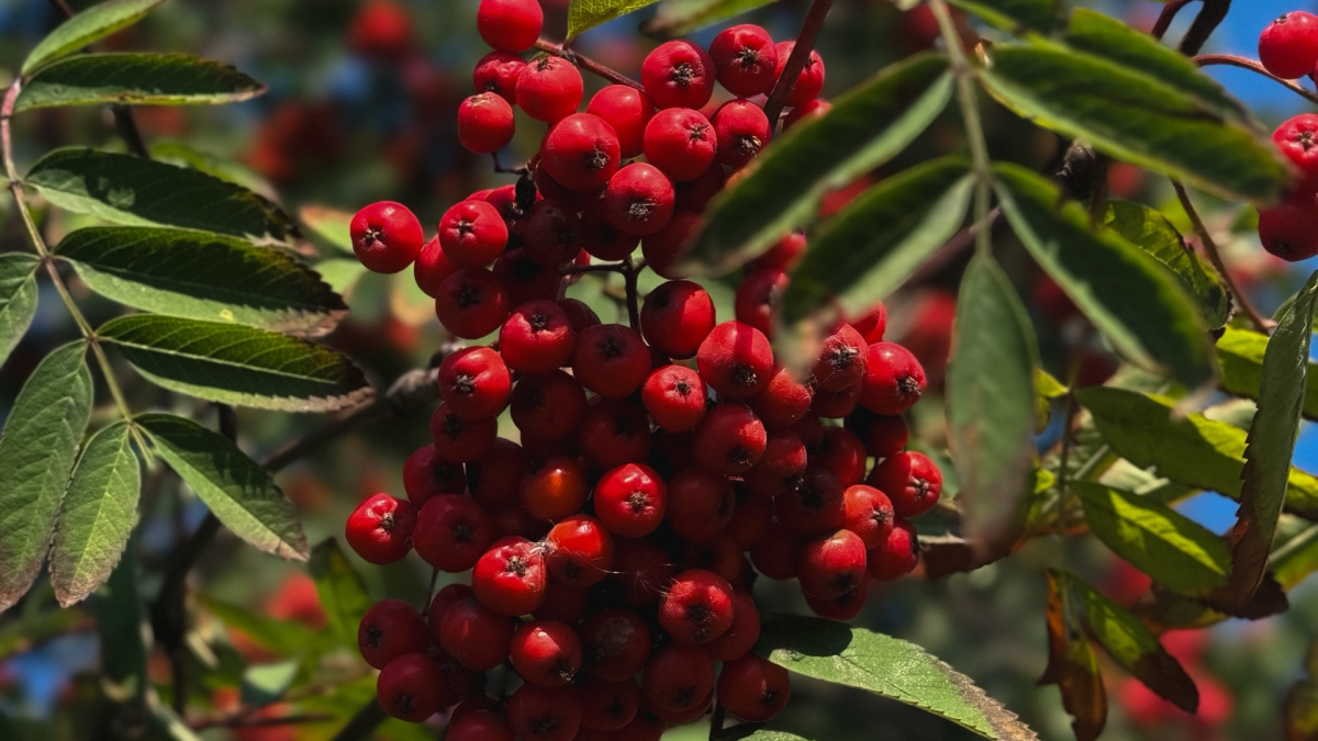 рябина мурманск наука деревья