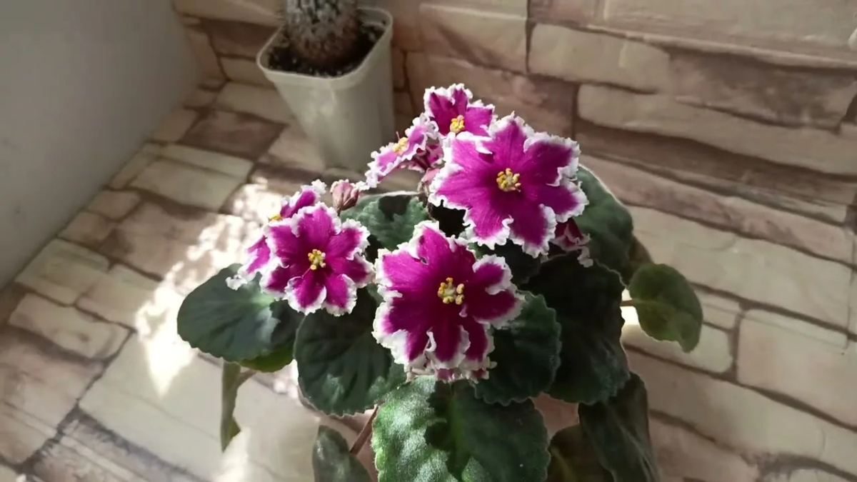 Фиалка в квартире