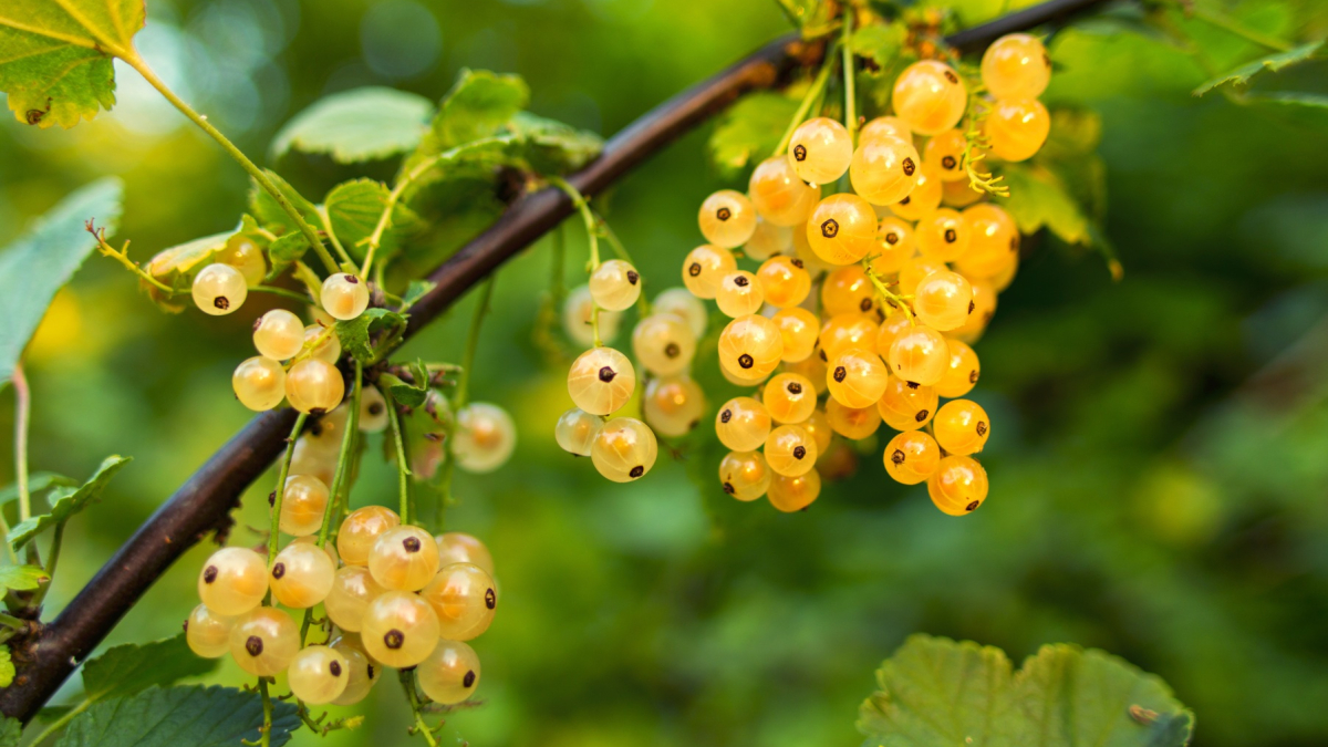 Белая смородина