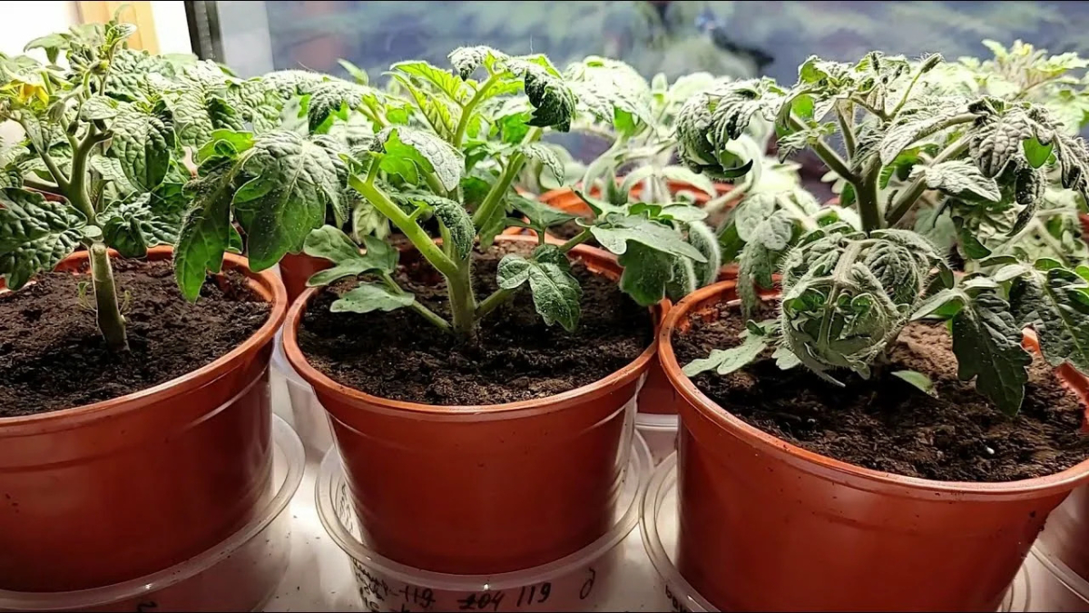 Рассада томатов в горшках