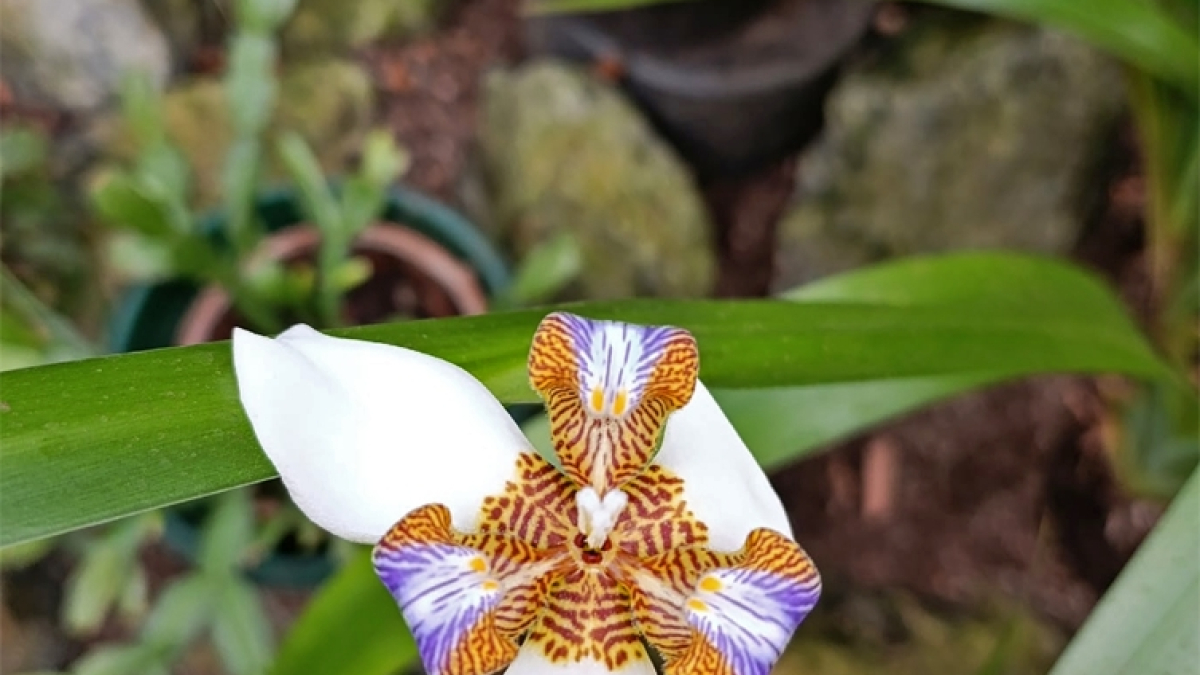 Мурманск ПАБСИ растения