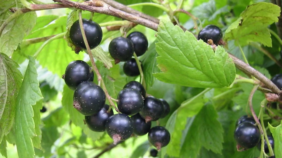 Куст смородины