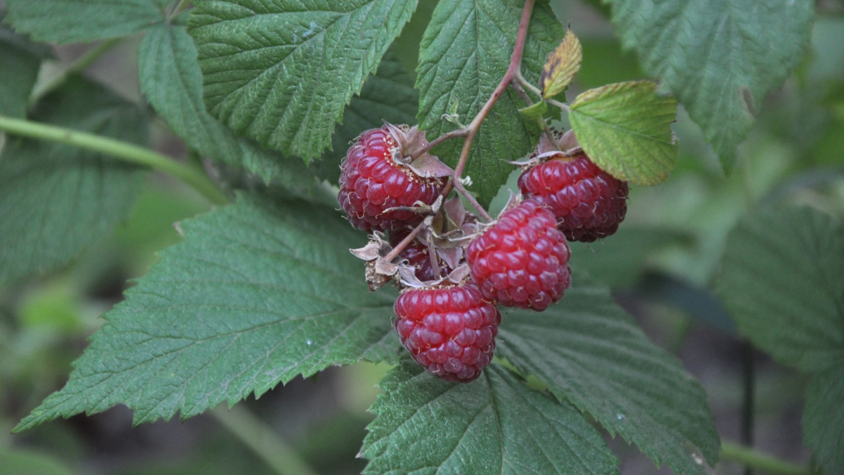 Куст малины