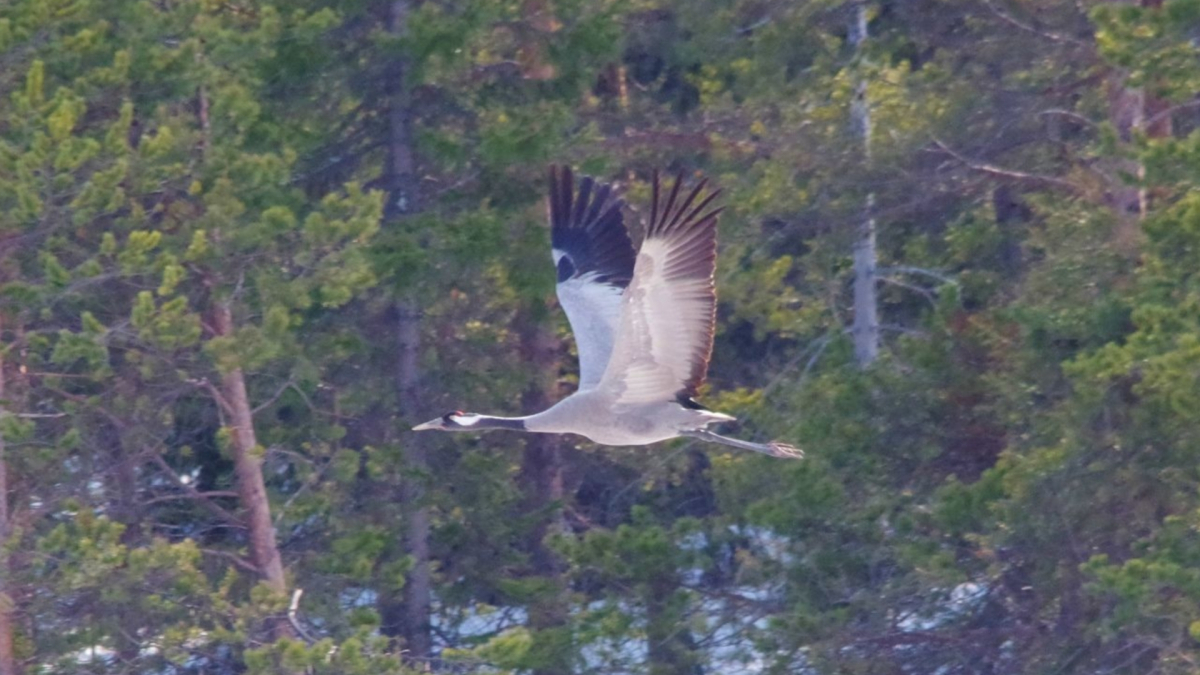 Ожили и лесные чащи