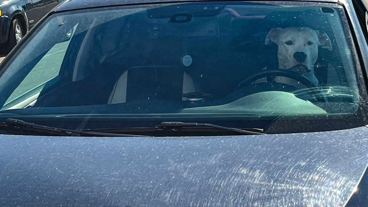 Собака в салоне автомобиля