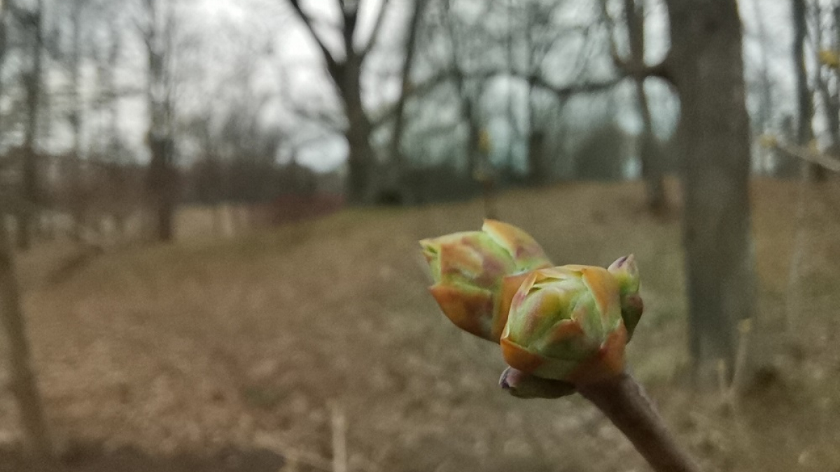 почки распускаются на дереве