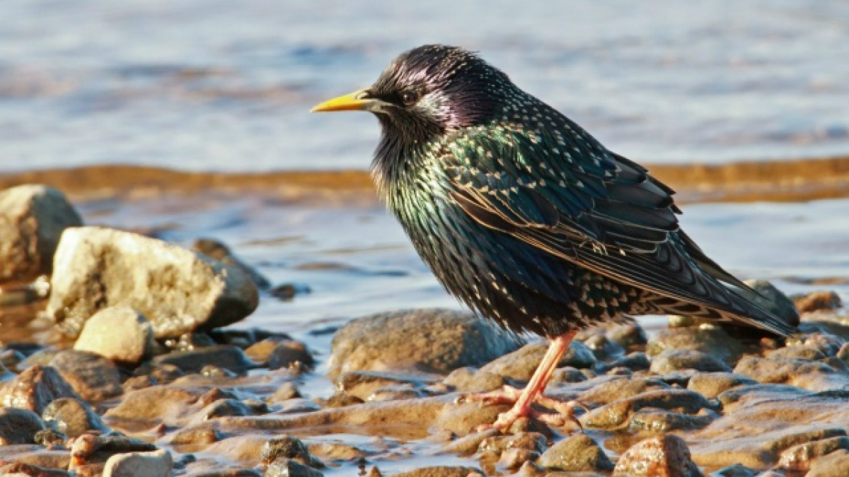 Мурманск Кандалакша птицы заповедник