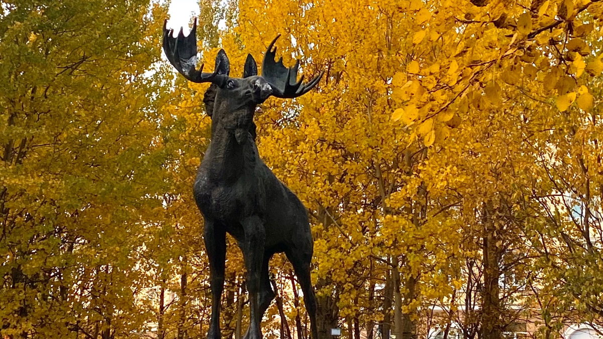 мурманск охота природа животные