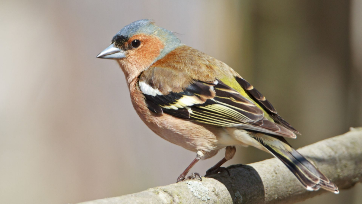 Зяблики вернулись с зимовки в Кандалакшский заповедник