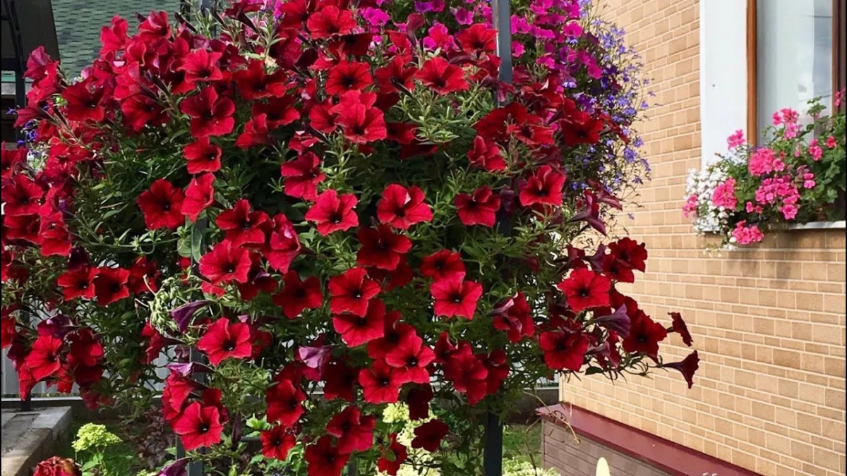 Куст петунии