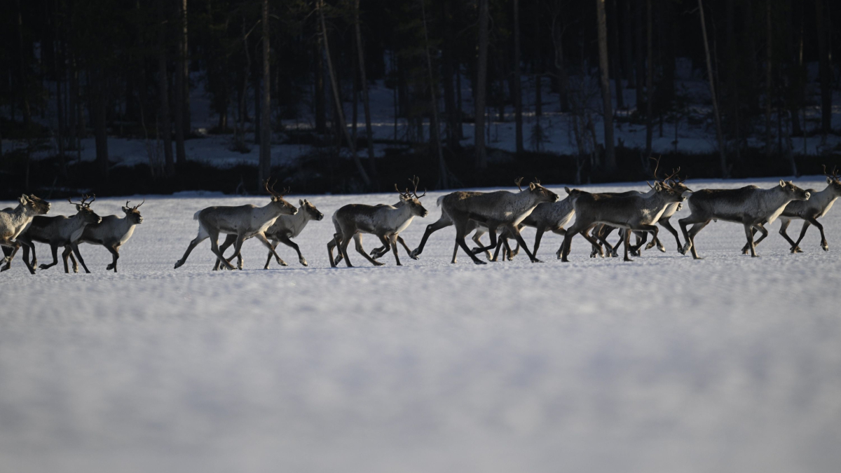 олени в лпландском заповеднике