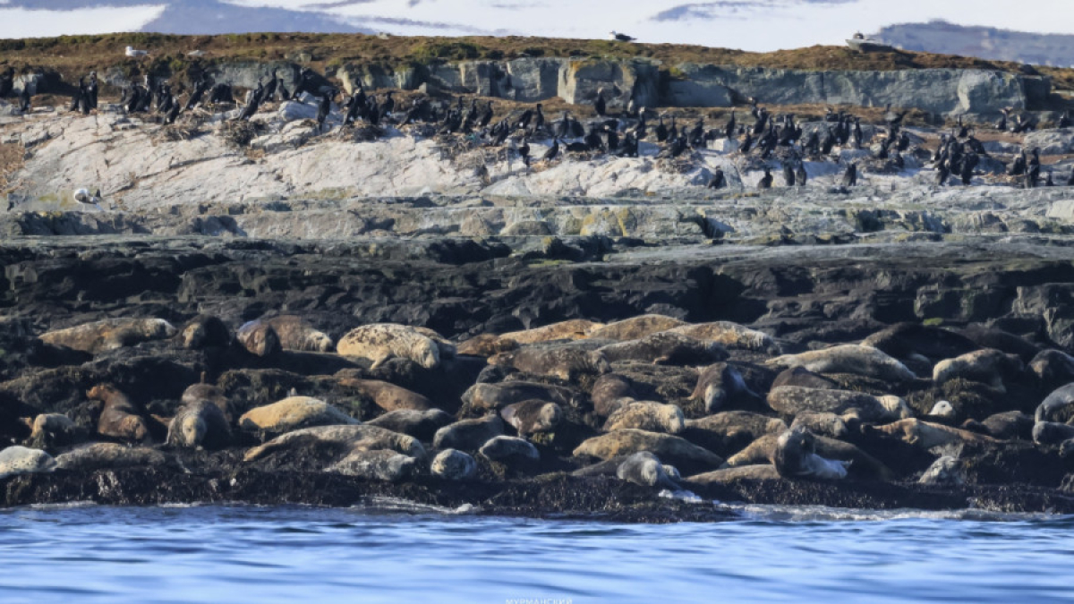 мурманск тюлень заполярье