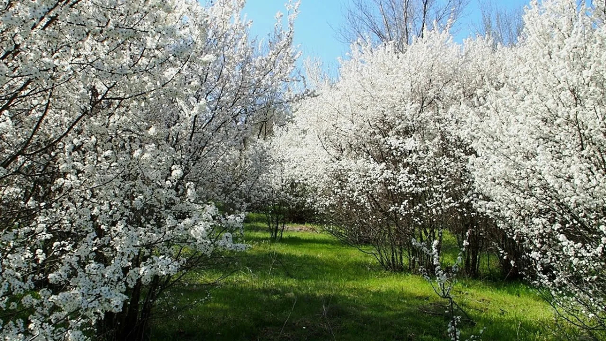 Цветущий сад