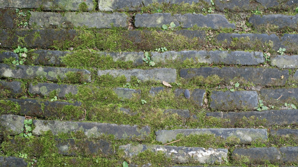 Мох между кирпичами