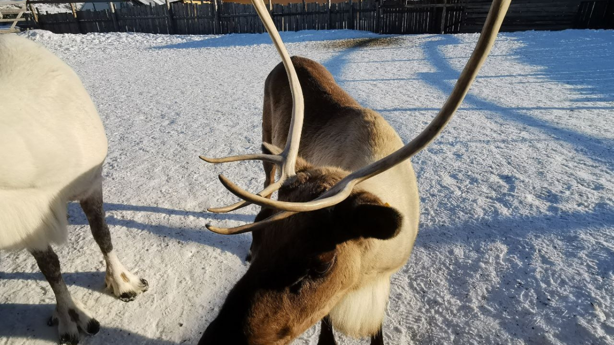 мурманск олень браконьер охота