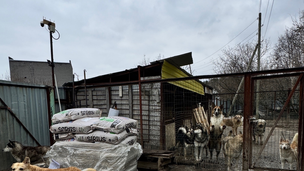 Собаки в вольере