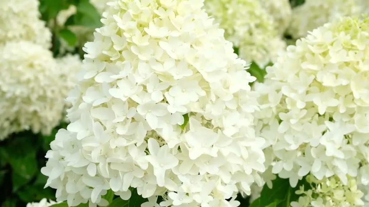 Гортензия метельчатая