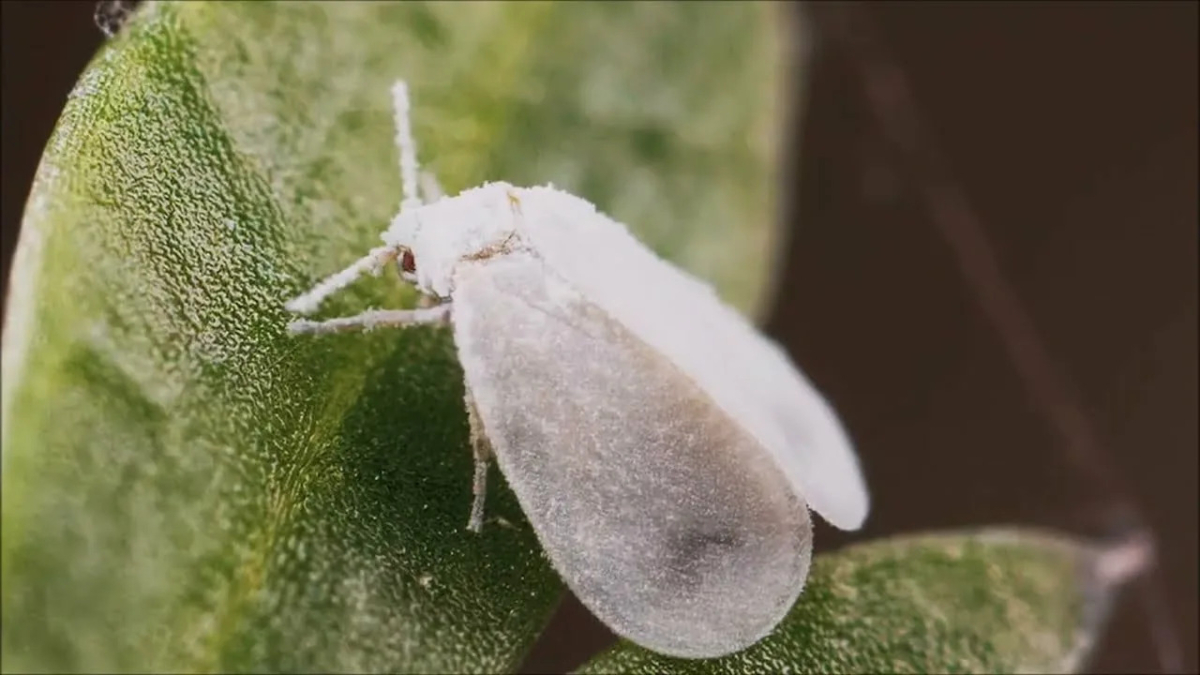 Белокрылка