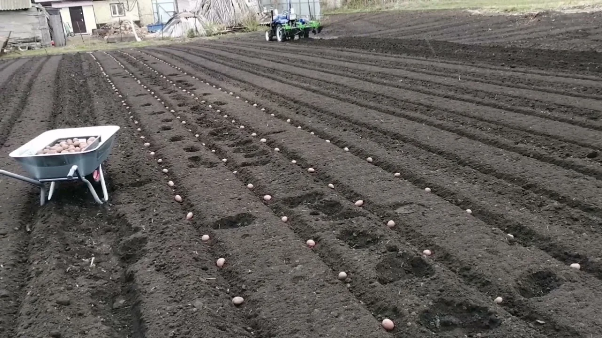 Посадка картофеля