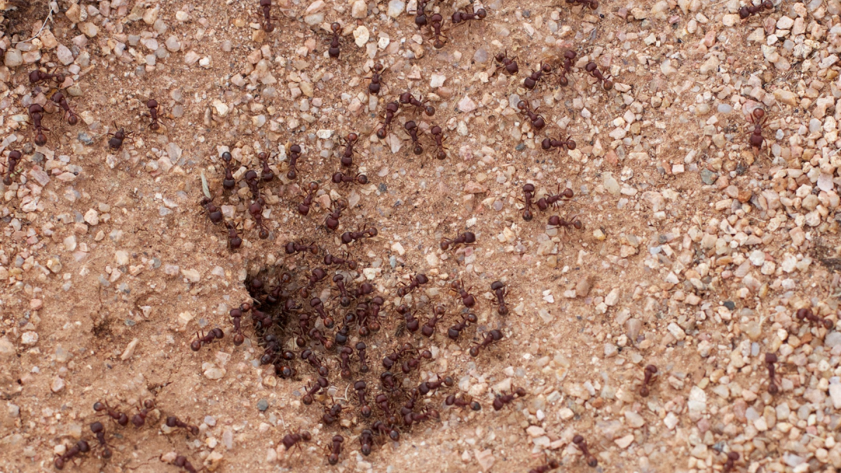 Муравьи на земле