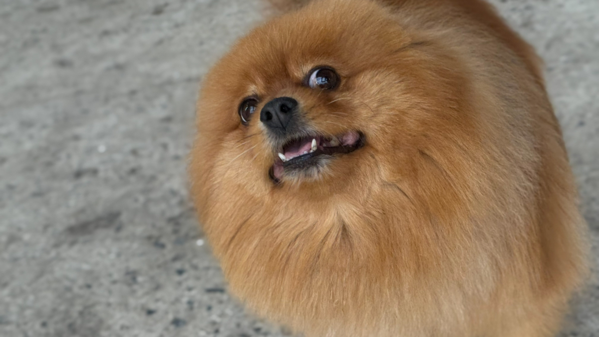 мурманск собака хаски