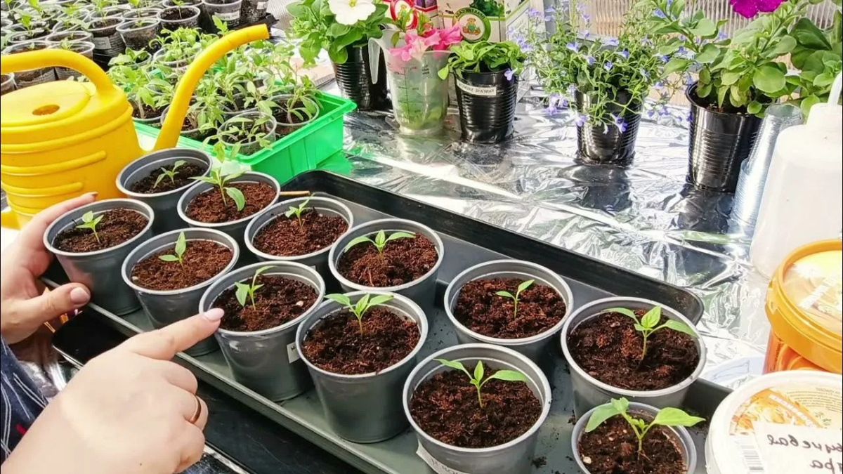 Рассада в горшочках