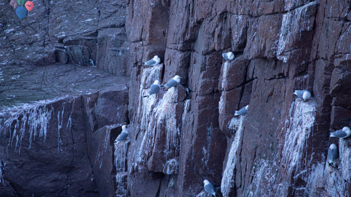 Мурманск Териберка птицы заповедник природа
