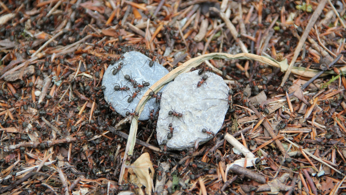 Муравьи на ветках