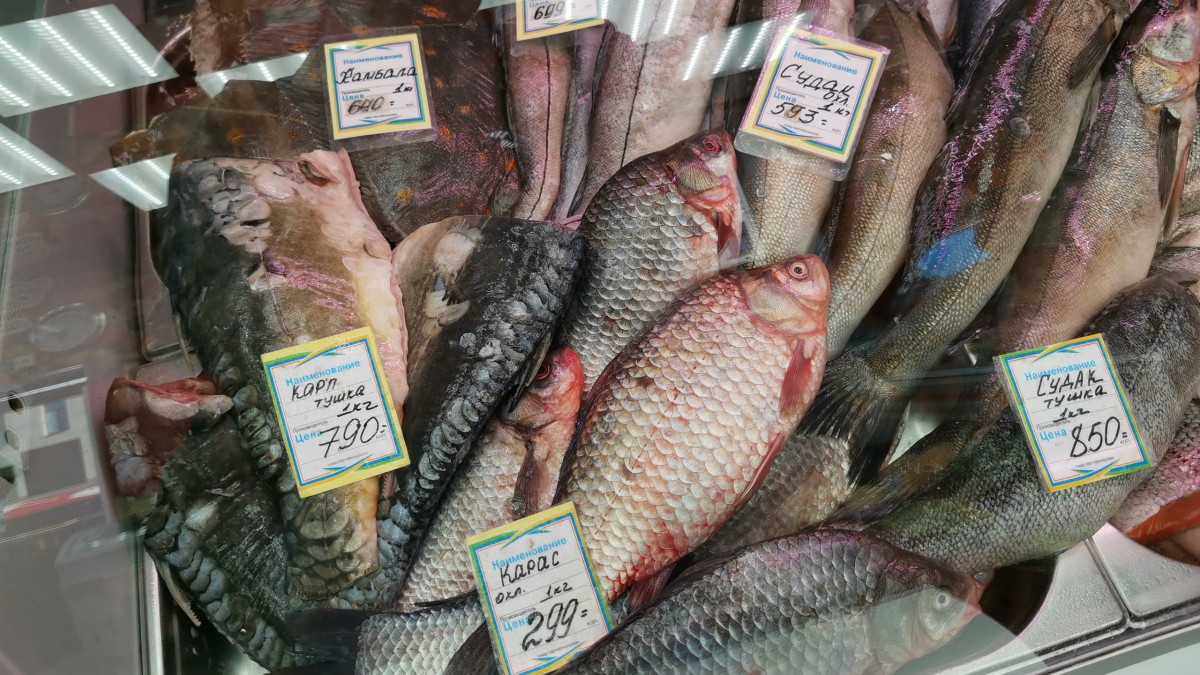 мурманск треска норвегия природа