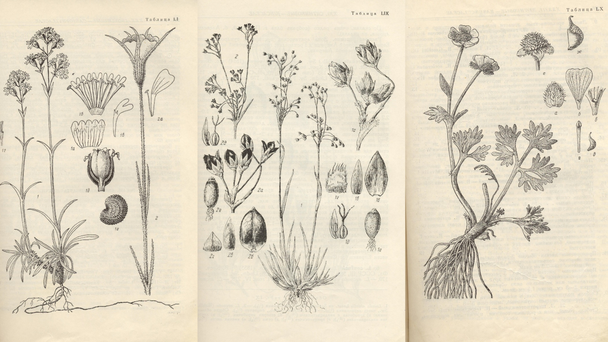 Мурманск ПАБСИ ботаника флора история
