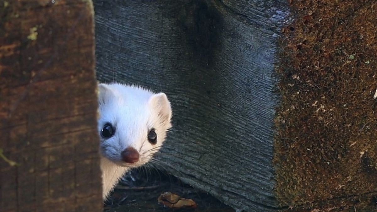горностай выглядывает из-за бруса