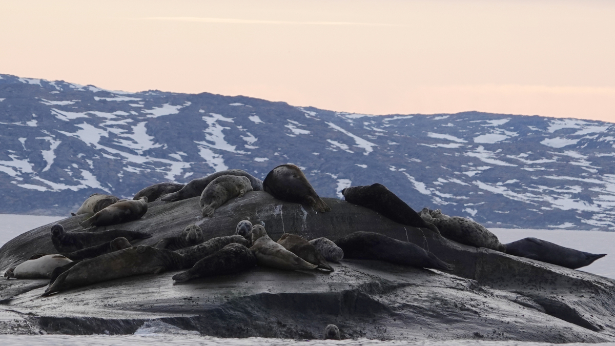 Чаще всего встречались серые тюлени