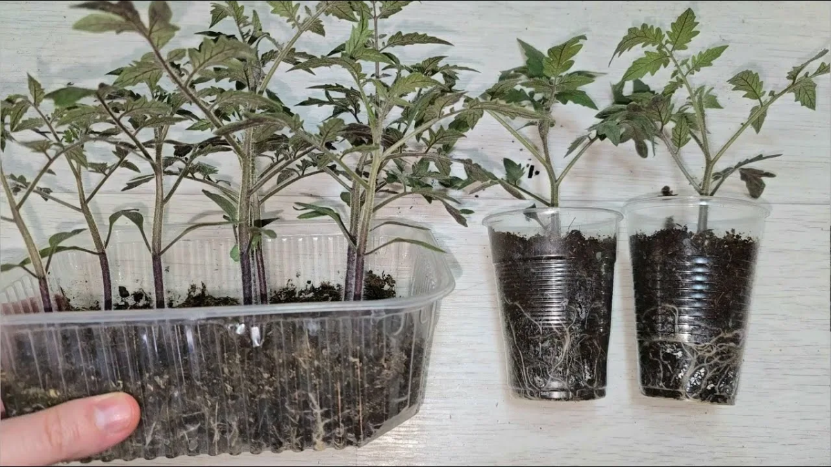 Рассада томатов