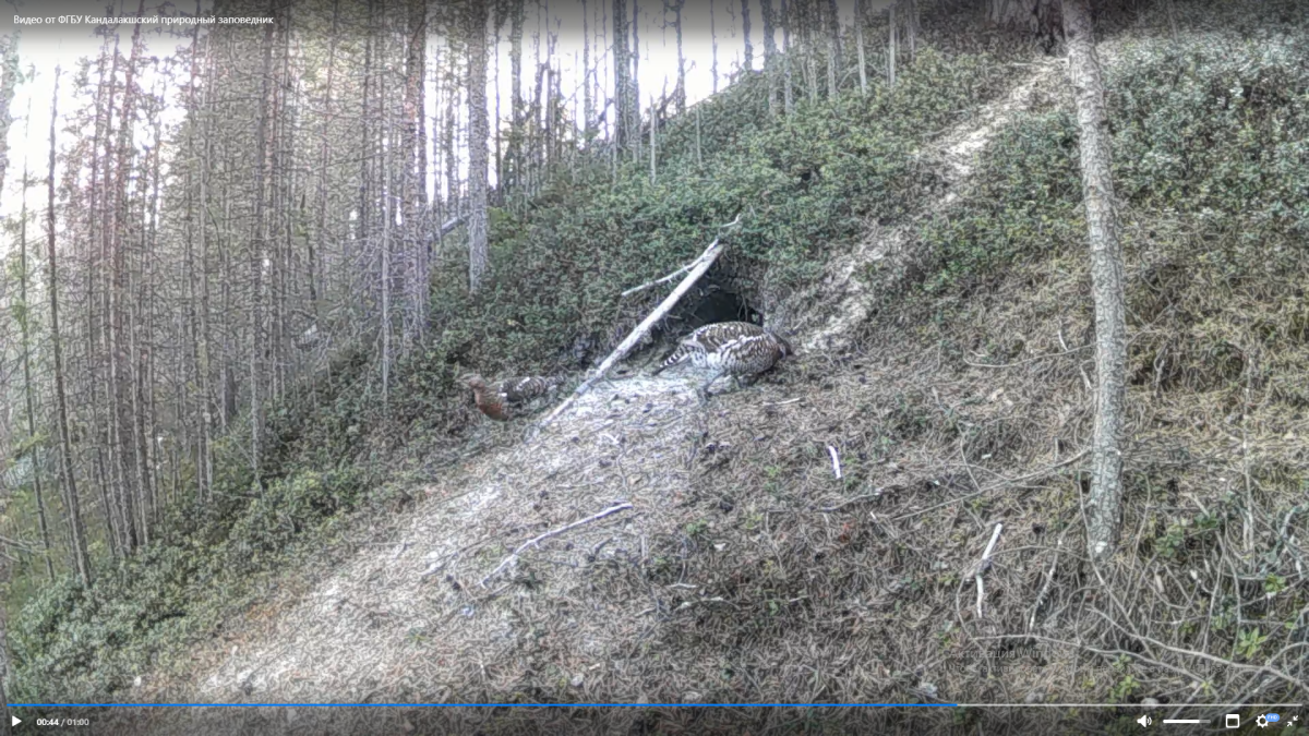 мурманск кандалакша заповедник птица