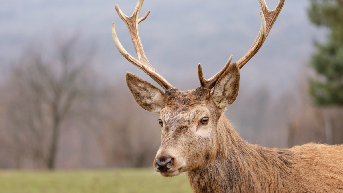 лесной олень