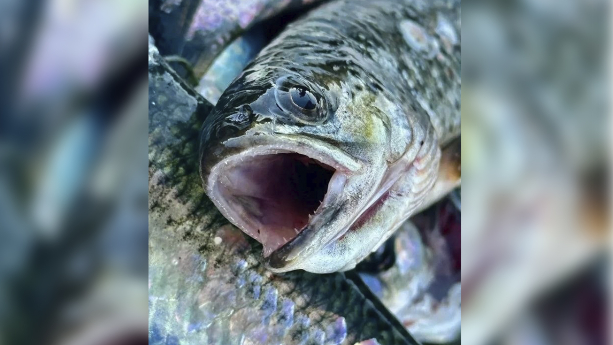 Беломорская селедка