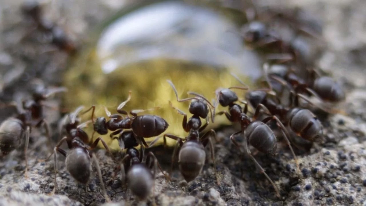 Муравейник