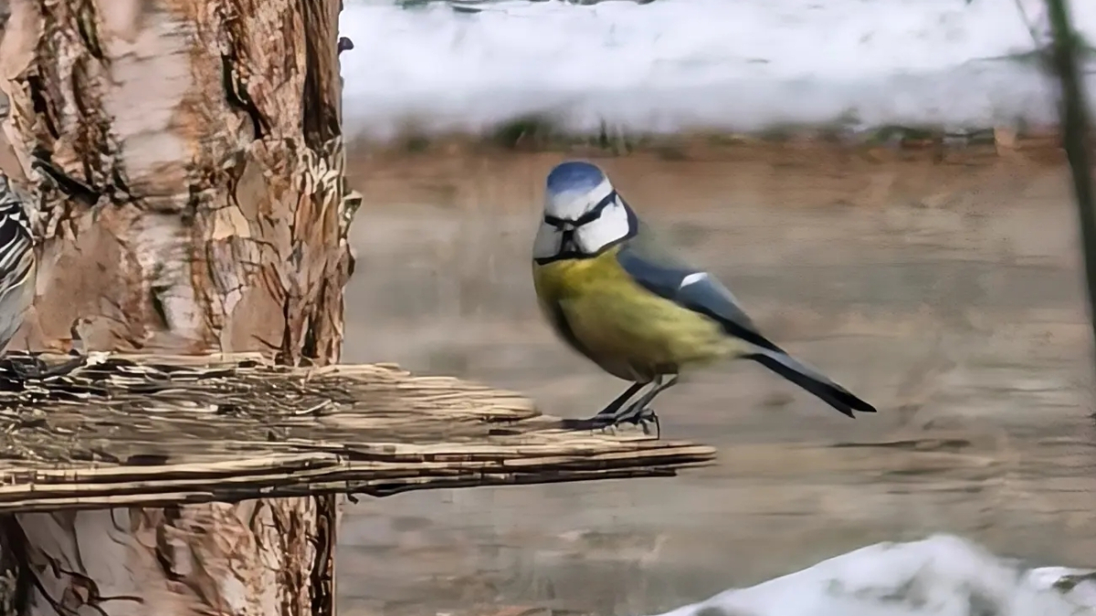 По характеру лазоревки очень бойкие