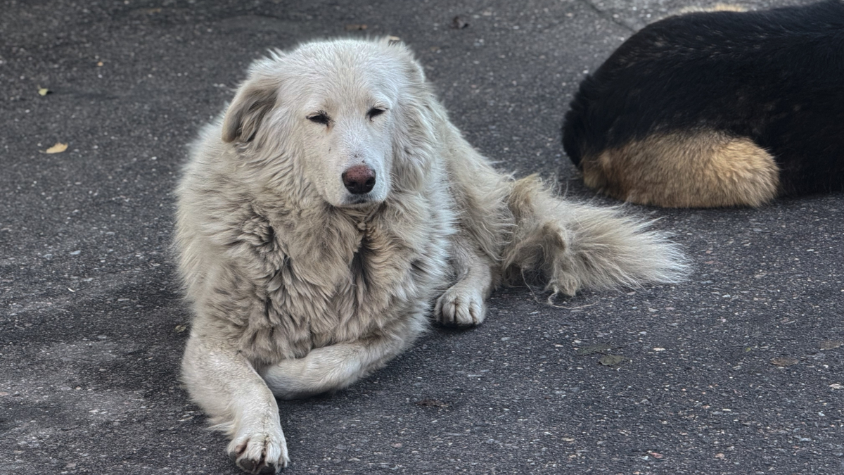 бездомные собаки