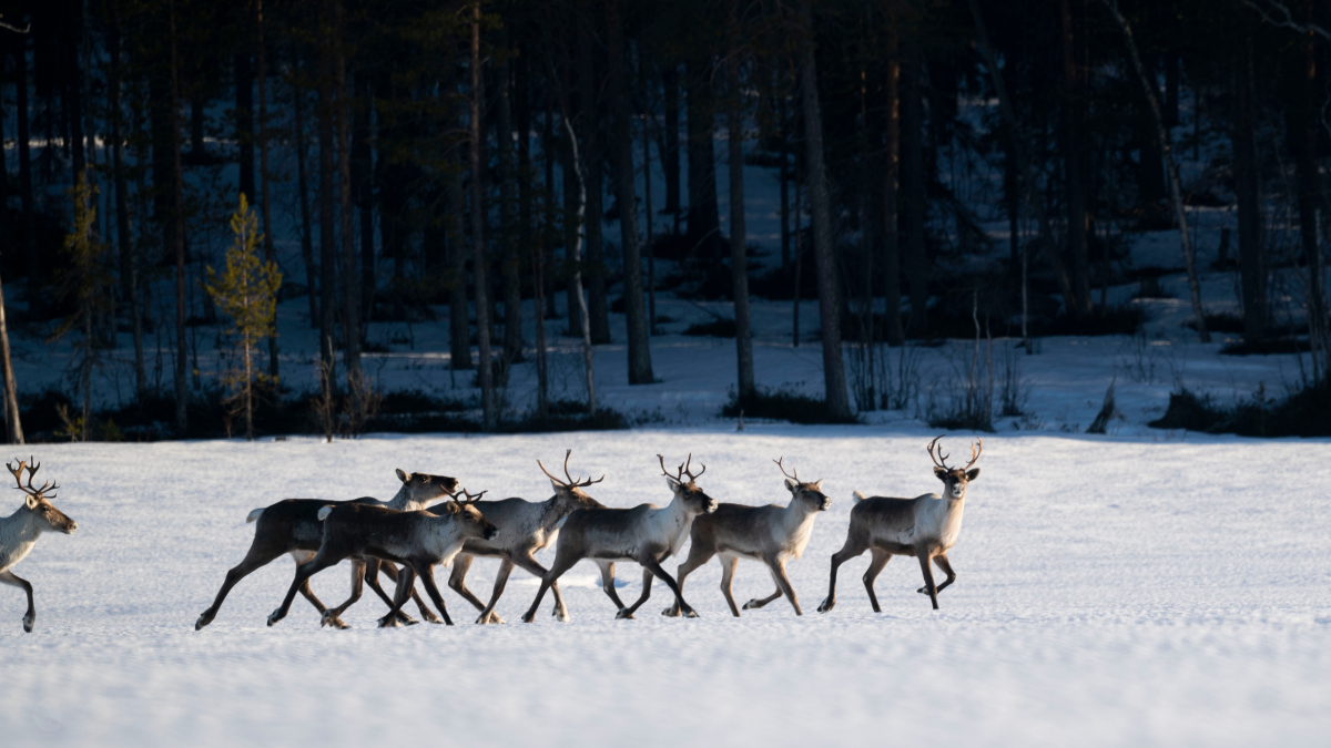 Мурманск, заповедник, олень